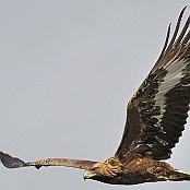 Golden Eagle  Aquila chrysaetos"